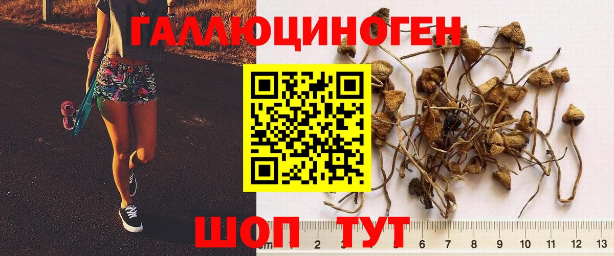 Галлюциногенные грибы Psilocybe  Вход с VPN  Татарск 